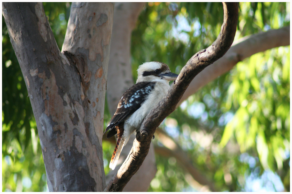 Kookaburra