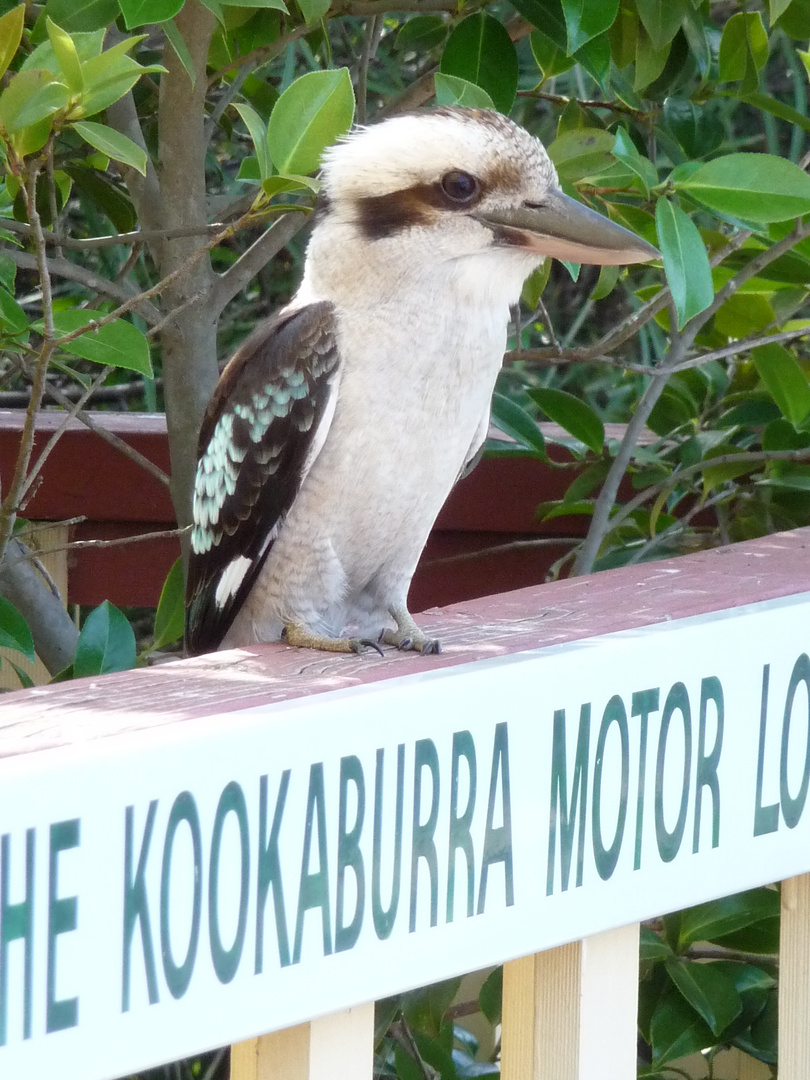 Kookaburra