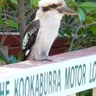 Kookaburra