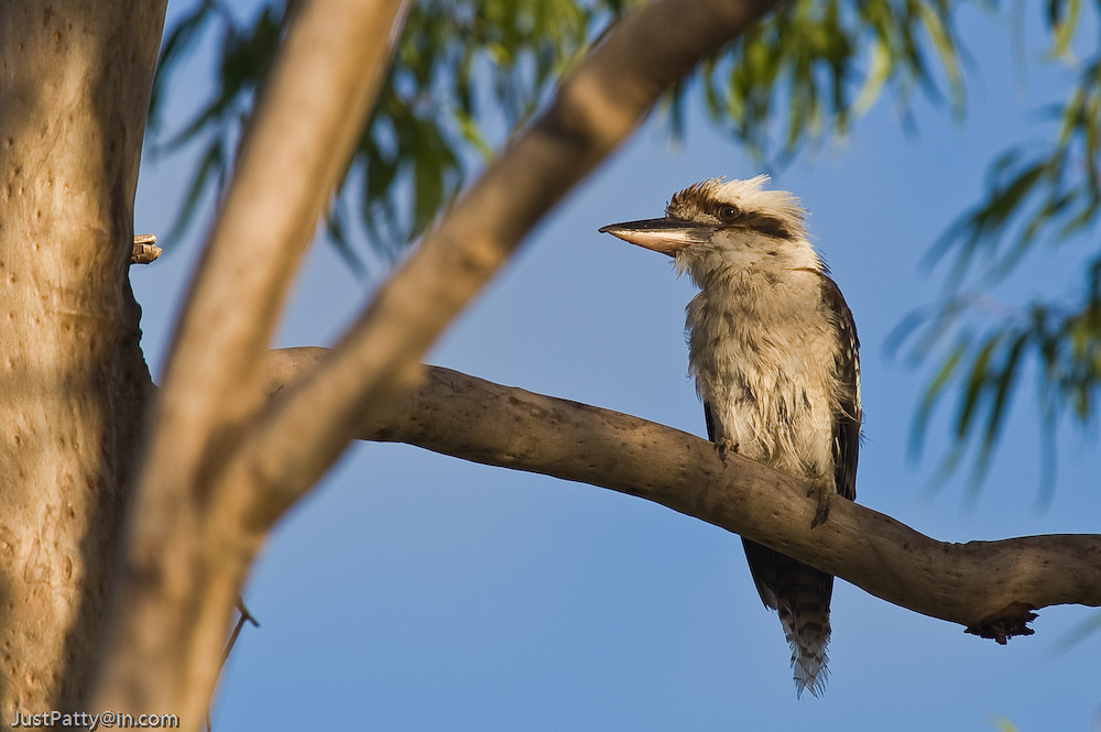 Kookaburra after the rain