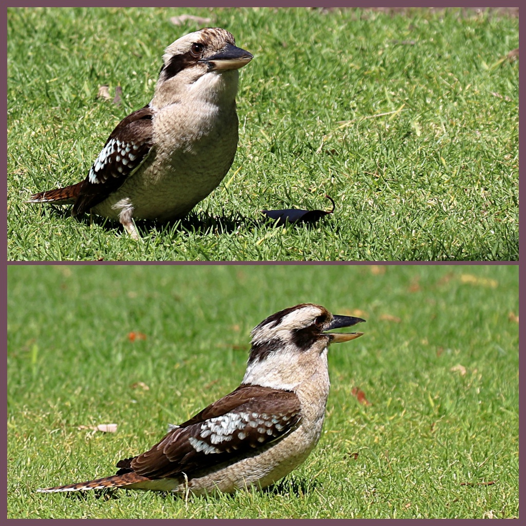 Kookaburra ...