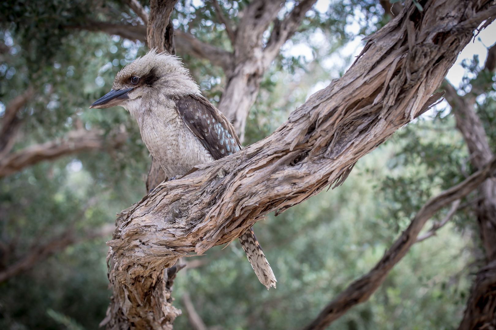 Kookaburra