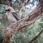 Kookaburra