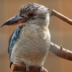 Kookaburra