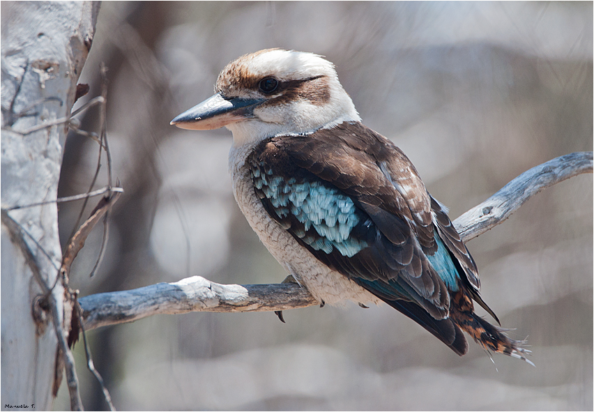 Kookaburra