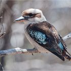 Kookaburra