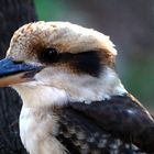 Kookaburra , bei Cape Conran- einem der schönsten Orte