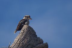 Kookaburra