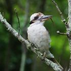 Kookaburra