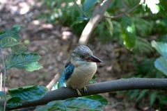 Kookaburra