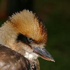 Kookaburra