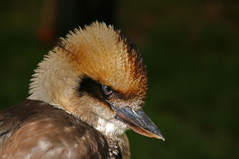 Kookaburra