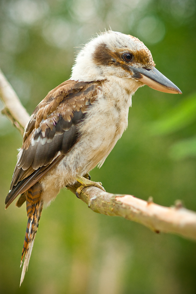 Kookaburra