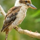 Kookaburra