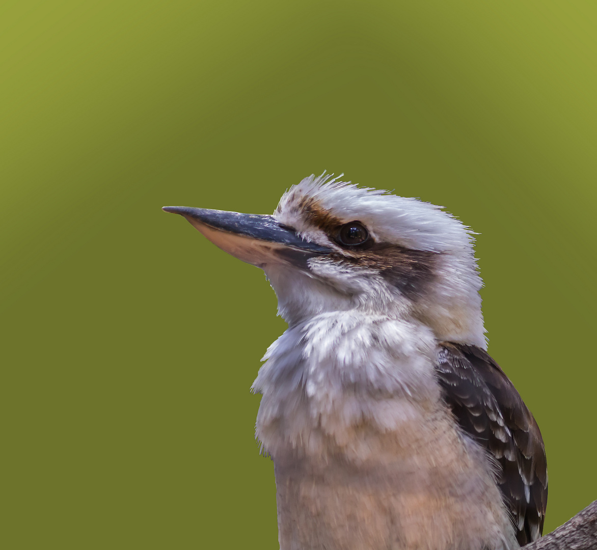 Kookaburra