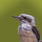 Kookaburra