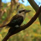 Kookaburra