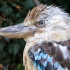 Kookaburra