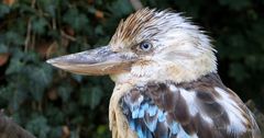 Kookaburra