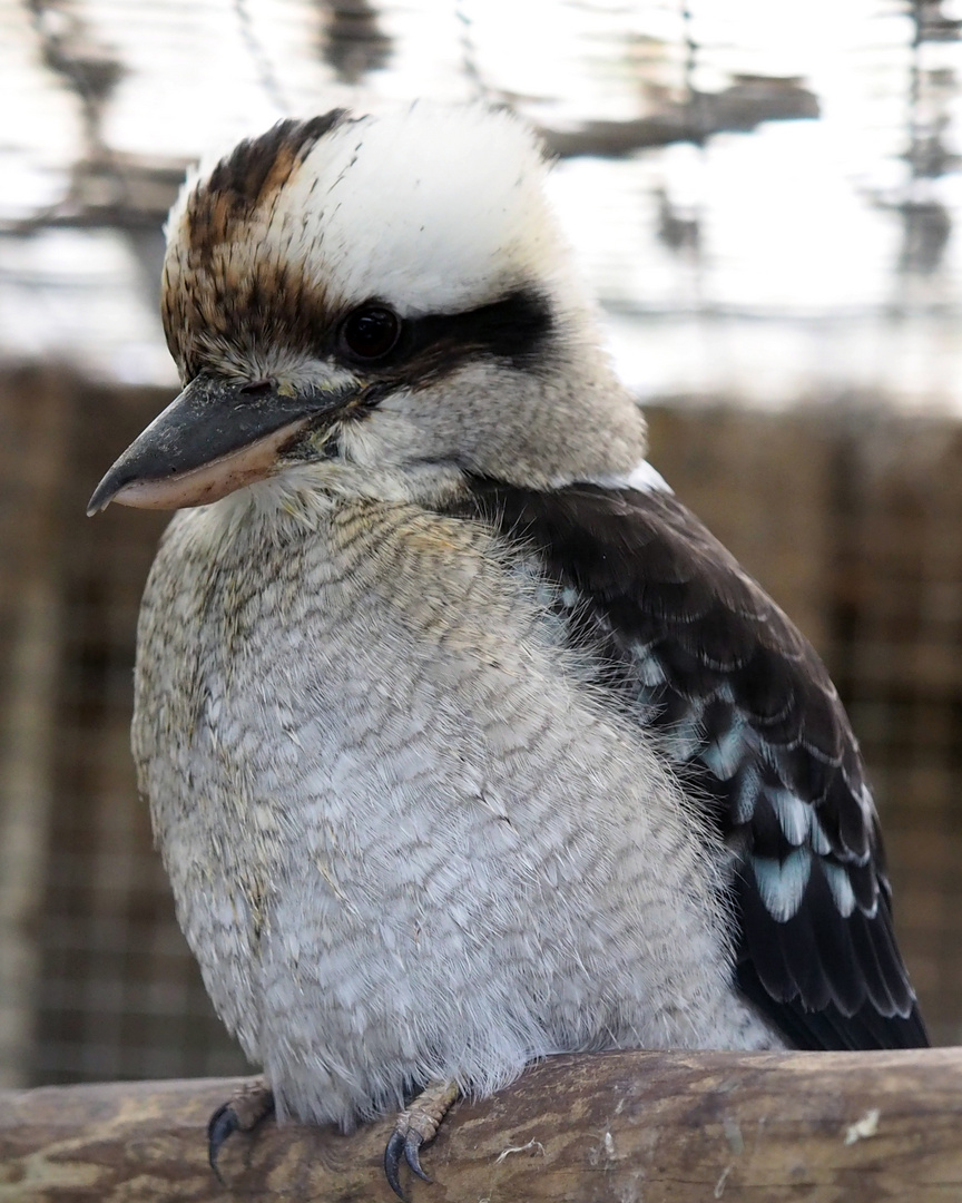 Kookaburra (Dacelo novaeguineae)