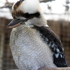 Kookaburra (Dacelo novaeguineae)