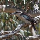 Kookaburra