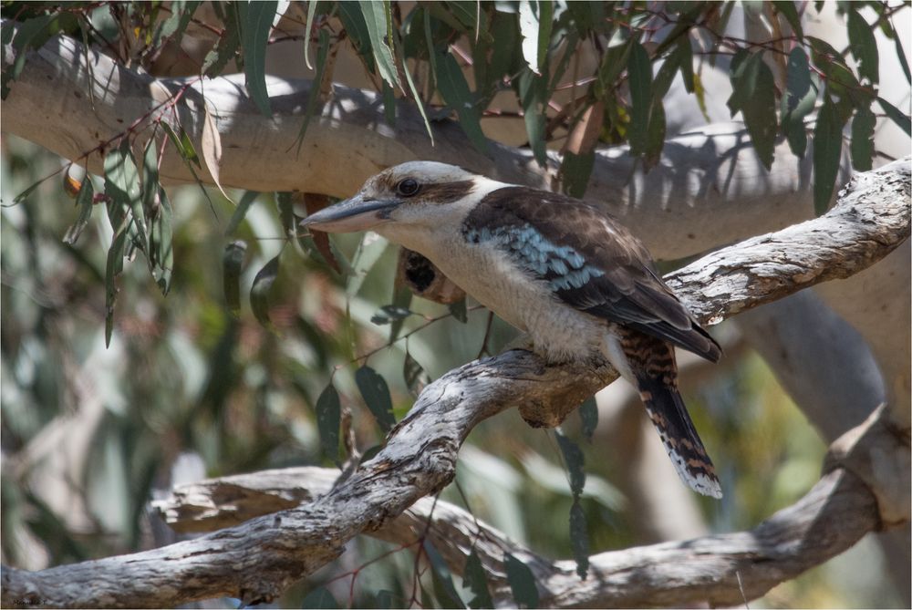 Kookaburra