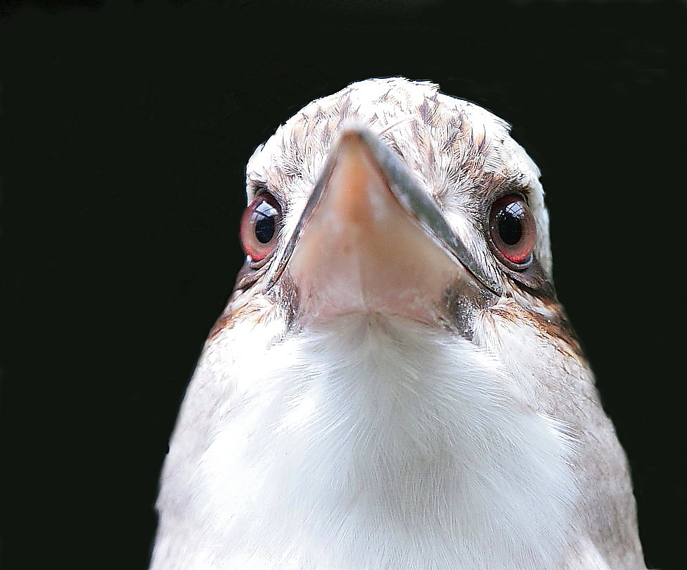 kookaburra