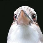 kookaburra