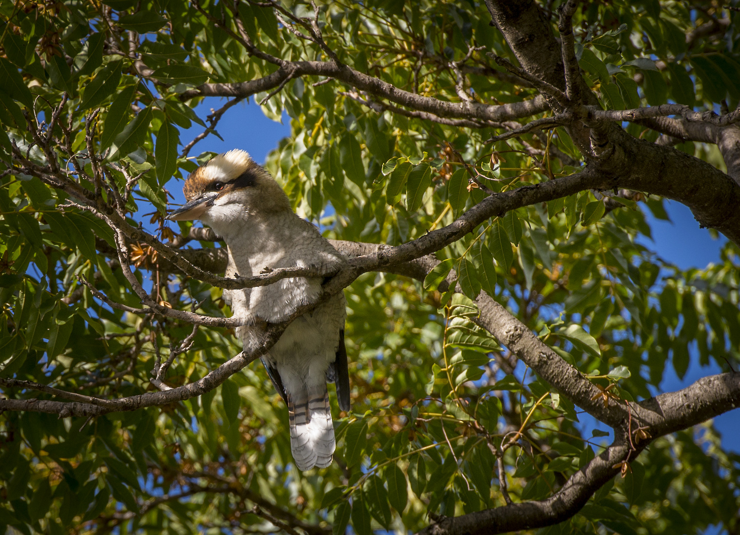 Kookaburra, der einzige den ich fand ;)