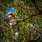 Kookaburra, der einzige den ich fand ;)