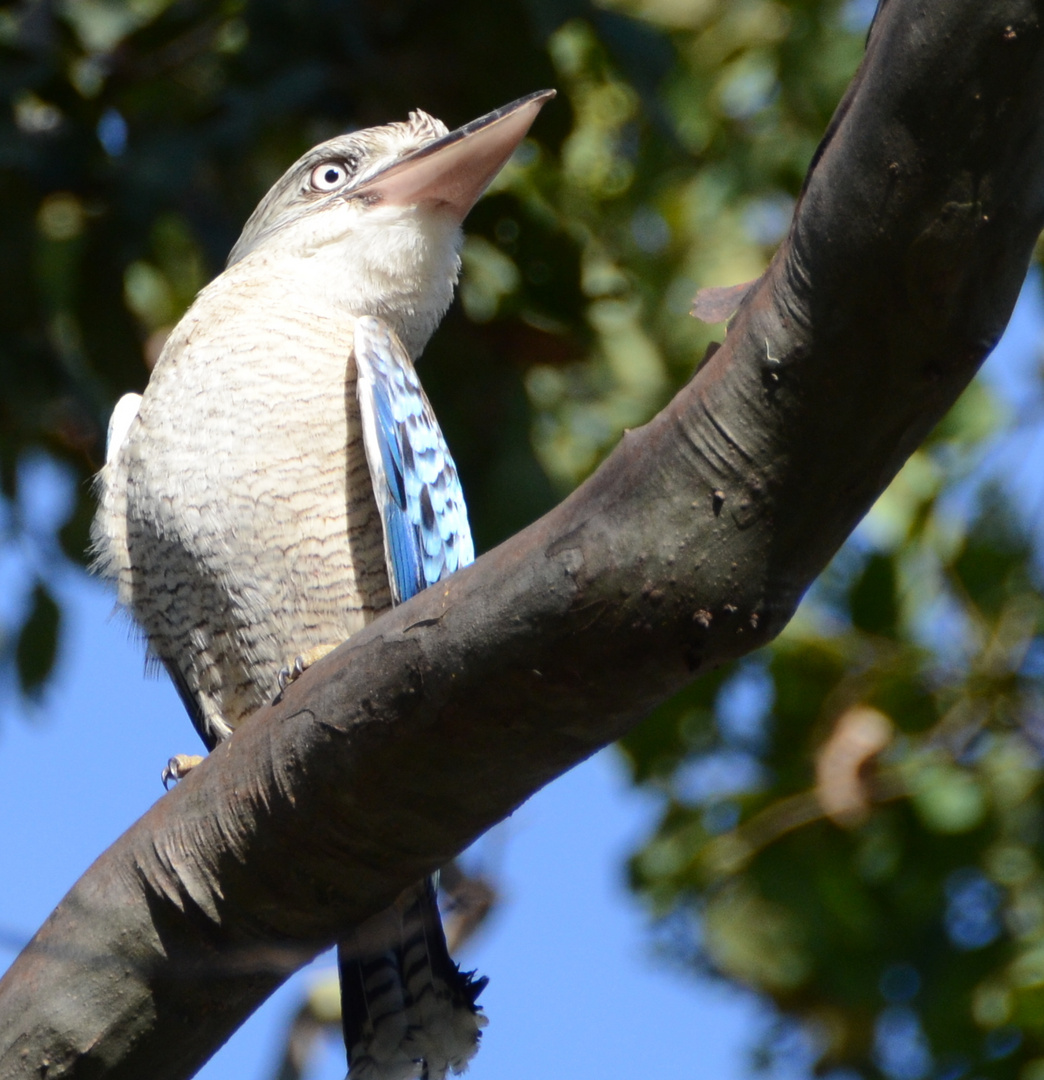 Kookaburra