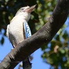 Kookaburra