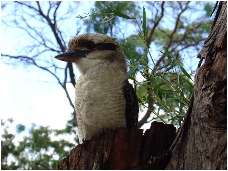 Kookaburra