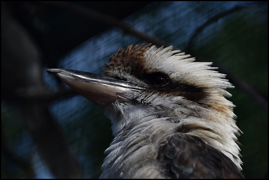  *** Kookaburra ***