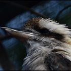  *** Kookaburra ***