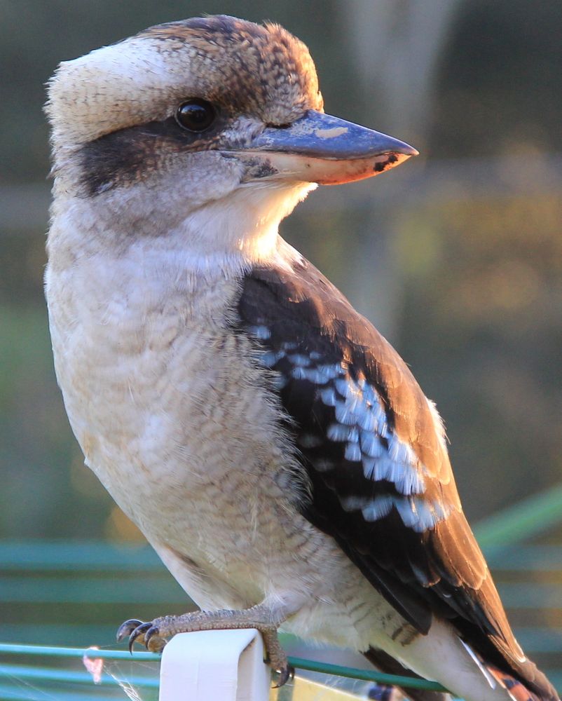 Kookaburra Foto & Bild tiere, wildlife, wild lebende vögel Bilder auf