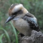 Kookaburra