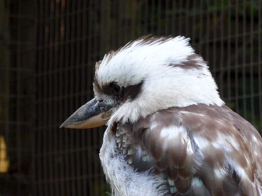 Kookaburra