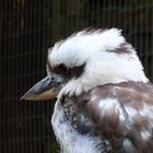 Kookaburra