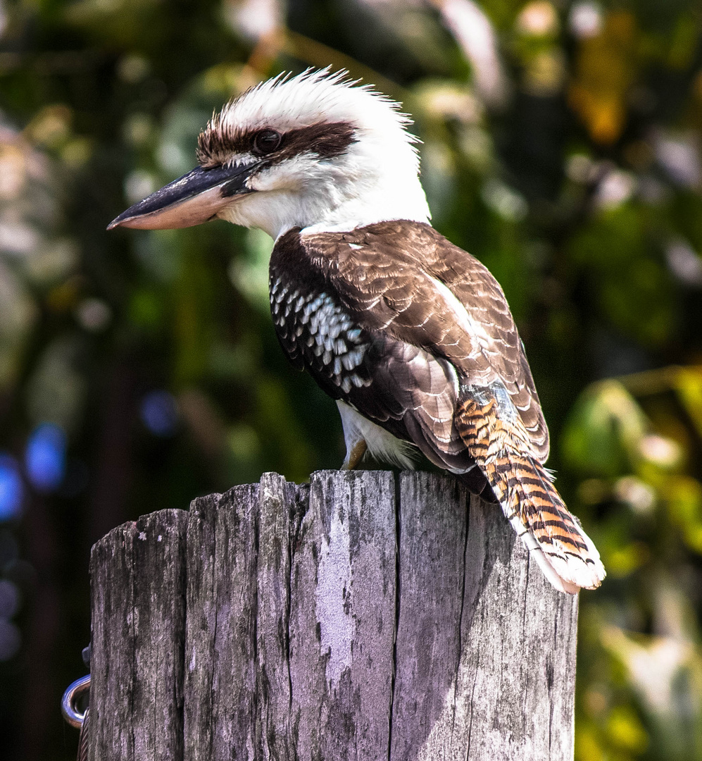 Kookaburra