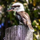 Kookaburra