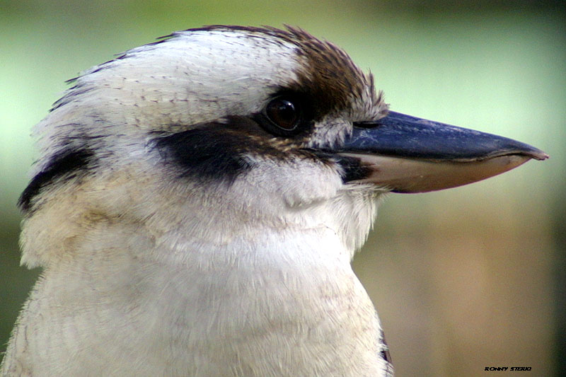 kookaburra