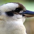 kookaburra