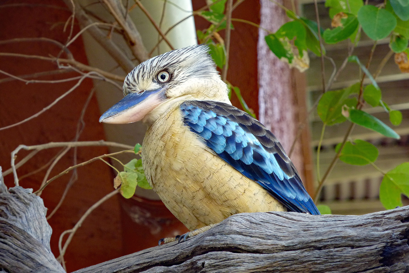 Kookaburra I