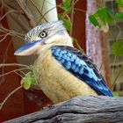 Kookaburra I