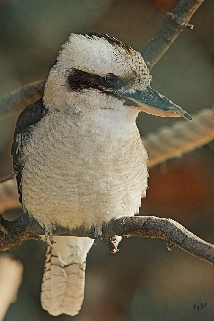 Kookaburra II