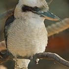 Kookaburra II
