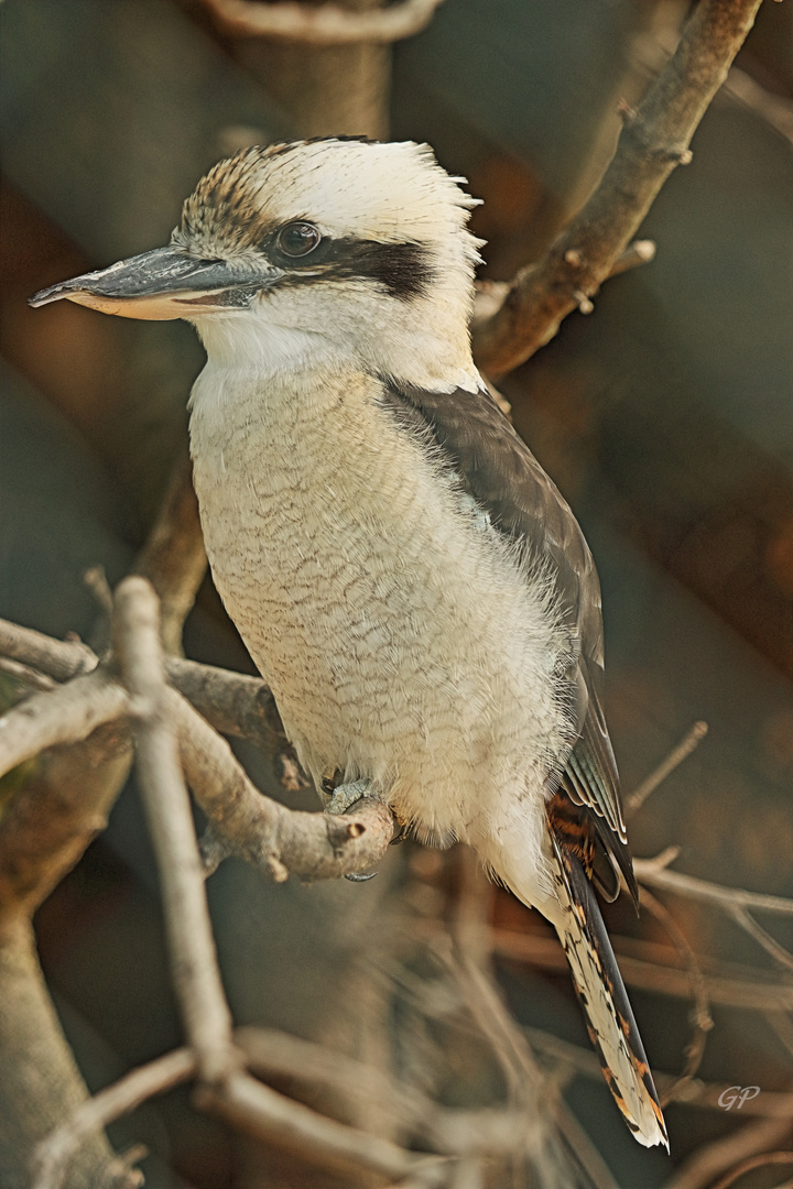 Kookaburra II