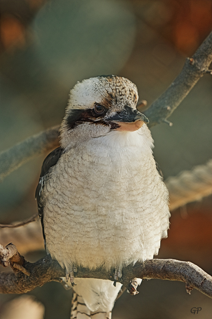 Kookaburra III